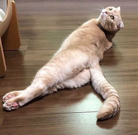 gato sexy nude