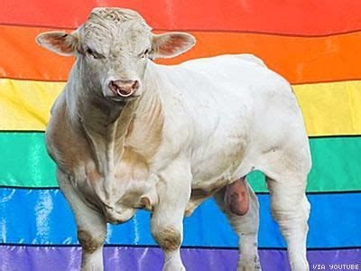 gay cow porn nude