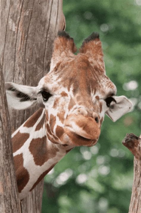 giraffe gifs nude