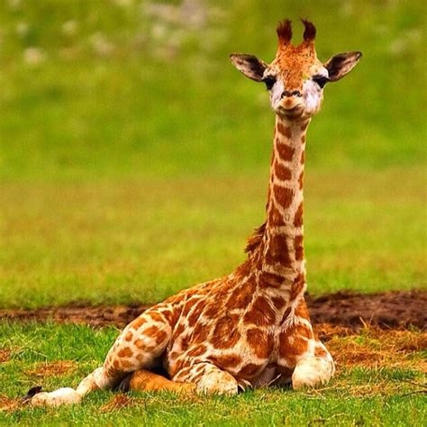giraffe pictures cute nude