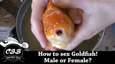 goldfish porn nude