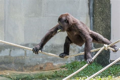 gorilla jump rope nude
