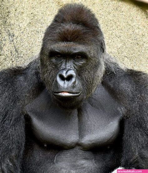 gorilla porn nude