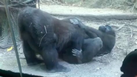 gorilla porn nude