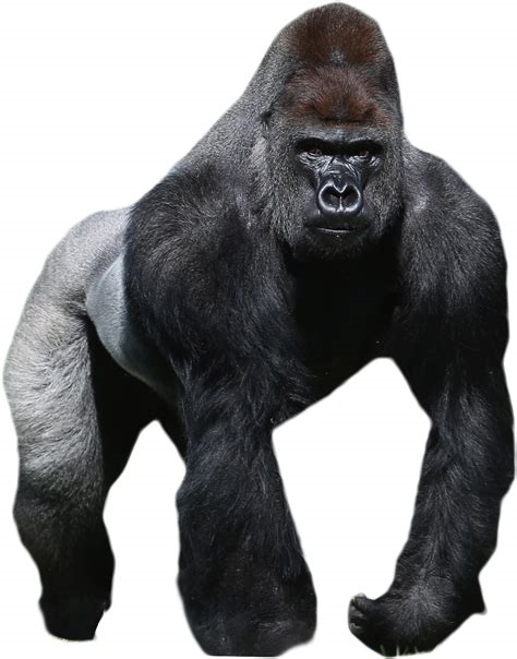 gorilla transparent background nude