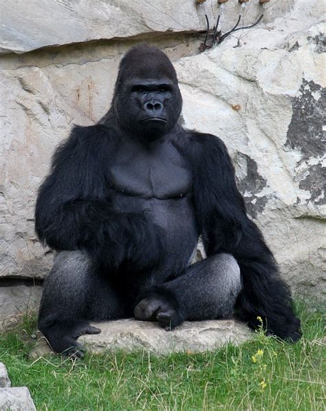 gorilladick nude
