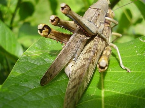 grasshopper porn nude