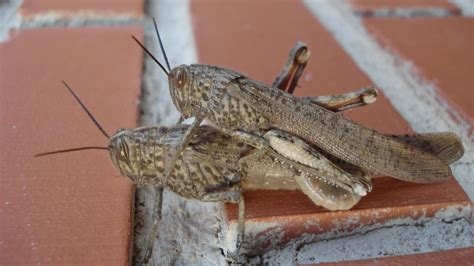 grasshopper porn nude