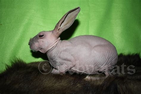 hairless bunnies nude