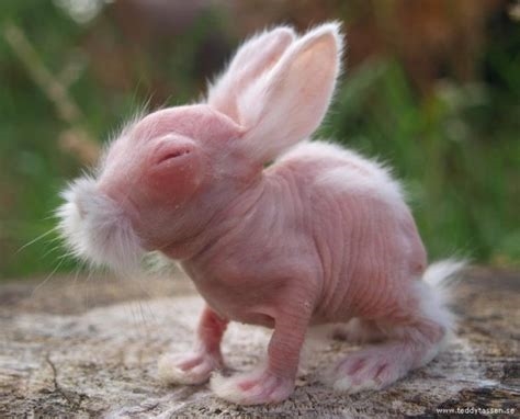hairless rabbits nude