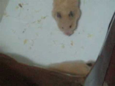 hamsterporn nude