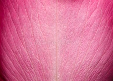 heart shaped rose petals nude