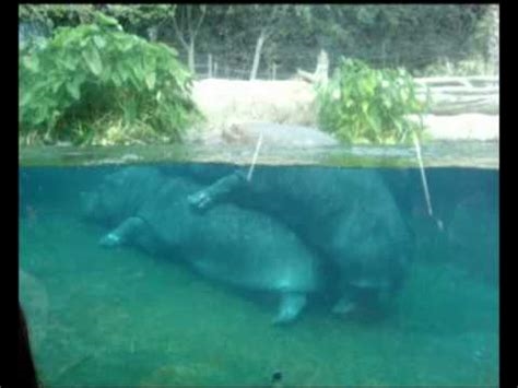 hippopotamus porn nude