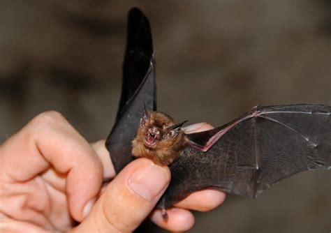 honey bat nude