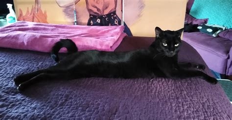 horny persian pussy cat nude