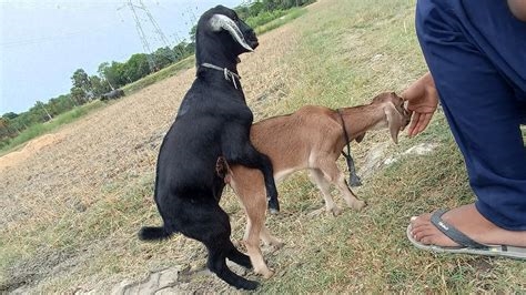 horny_goats' nude