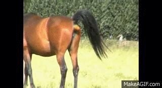 horse cuming gif nude