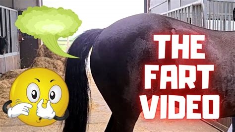 horse farting porn nude