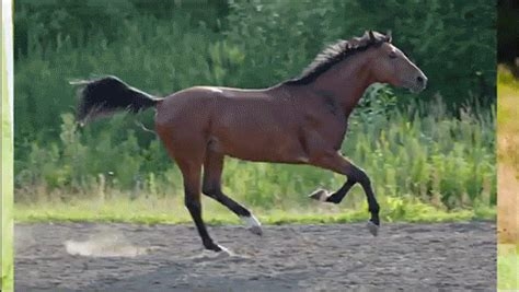 horse gifs nude