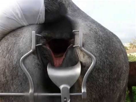 horse speculum anal nude
