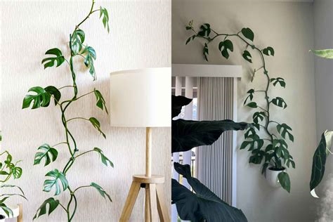 how to get monstera to climb nude