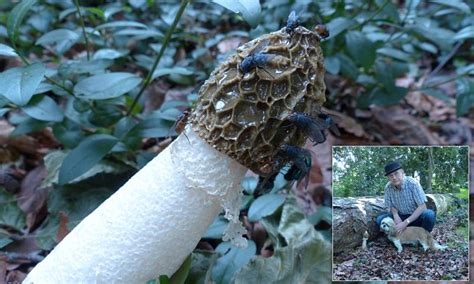 huge mushroom head nude