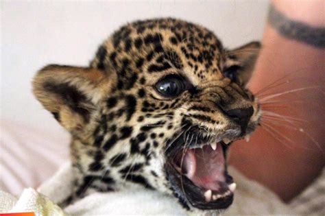 kitty jaguar bbc nude