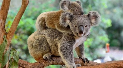 koala sexual position nude