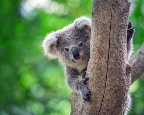 koala72 nude