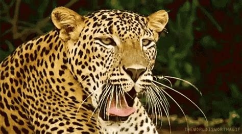leopard gif nude