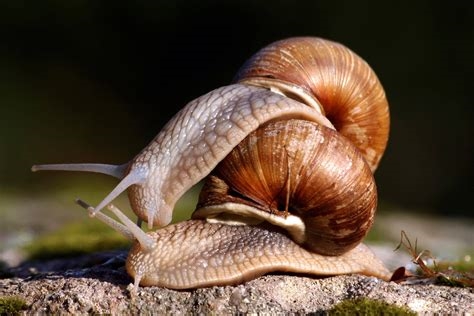 lewdish snail nude