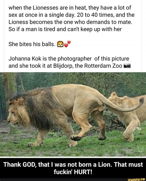 lioness sex scenes nude