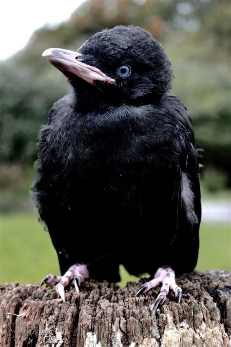 little baby raven nude
