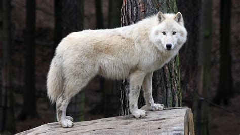 loba branca nude