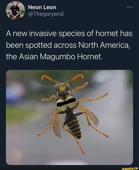 magumbo hornet nude