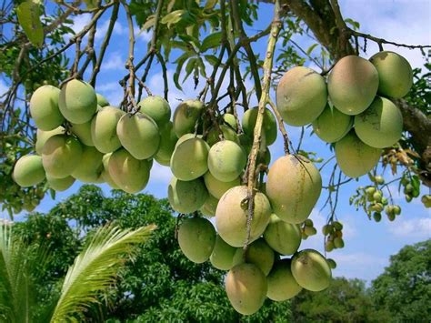 mangods nude