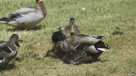 mating press gifs nude