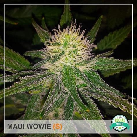maui wowie pictures nude