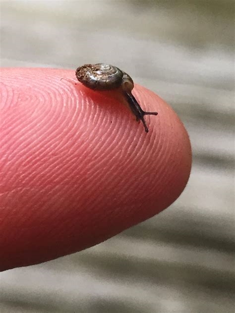 mini.snail 69 nude