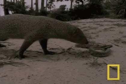 mongoose gif nude
