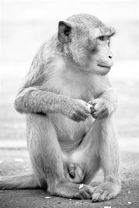 monkey cool flash nude