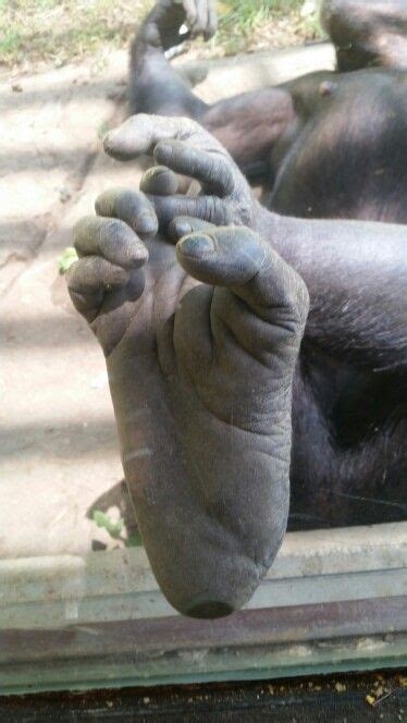 monkey feet pictures nude