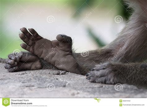 monkey feet pictures nude