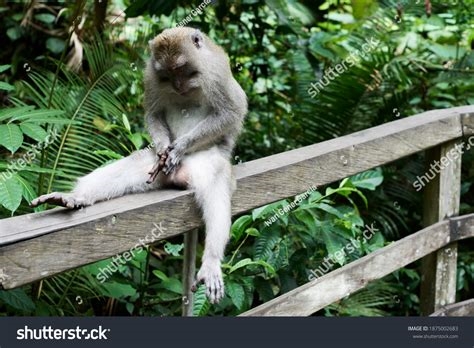 monkey jerkin off nude