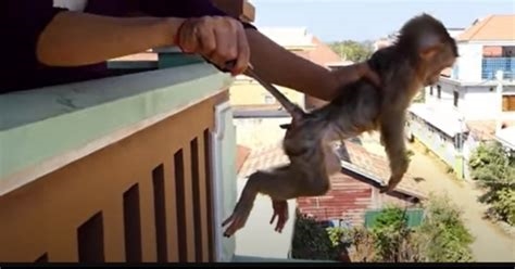 monkey porn videos nude