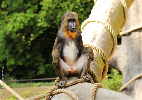 monkey sex nude