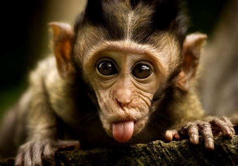 monkey.cool telegram nude