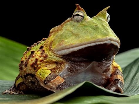 monsterousfrog nude