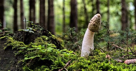 mushroom porn nude