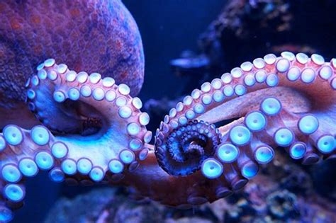octopusporn nude